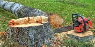 Best Tree and Shrub Care  in Lake Shastina, CA