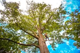 Best Leaf Removal  in Lake Shastina, CA